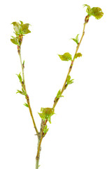White poplar branch with fresh leaves isolated on white background