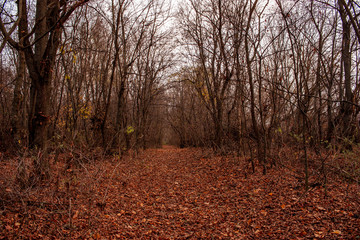 Obraz premium Autumn forest. Landscape with blurry cloudy autumn forest. Dry leaves in the foreground. Trail surrounded by old trees.