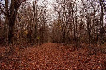 Autumn forest. Landscape with blurry cloudy autumn forest. Dry leaves in the foreground. Trail surrounded by old trees.