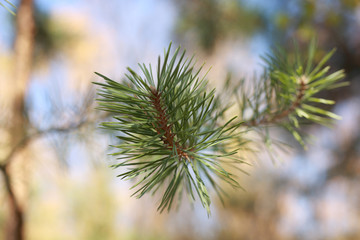 green pine branch on a background of sky and forest