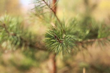 green pine branch on a background of sky and forest