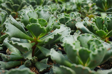 Adromischus cristatus cactus.  cactus isolated on blur background. close up  adromischuscactus. Close up succulent plants on green background,  succulents isolated.        