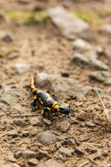 Close up of a lizard Fire salamander (Salamandra salamandra) in the nature.