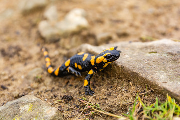 Close up of a lizard Fire salamander (Salamandra salamandra).