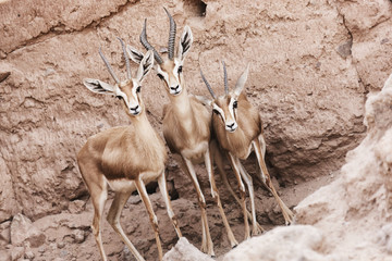 Gazelle in the Sahara desert, Morocco.