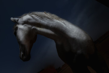 White horse against dark background.