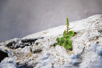 Plant grows on a white house in Chefchaouen.