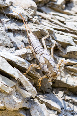 exuvia of plecópter on rocks