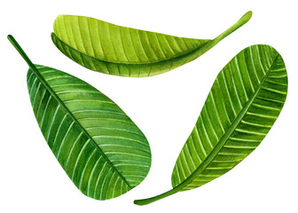 Obraz premium green leaf on an isolated white background, watercolor illustrations, tropical plumeria plants