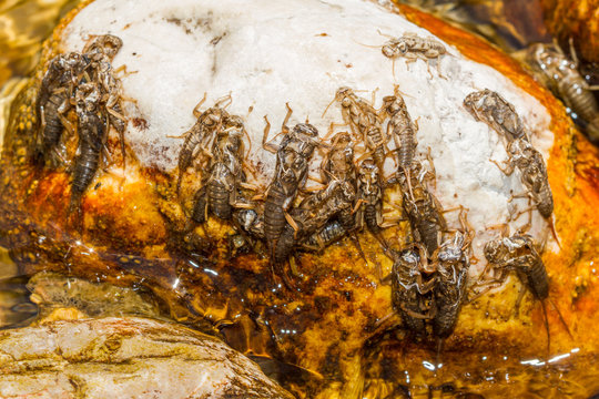 exuvia of plec&oacute;pter on rocks