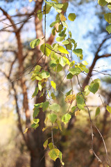 birch branches with green leaves in autumn