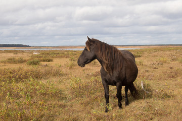 Pferd am Engure-See in Lettland