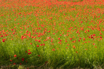 Poppies growing in a field