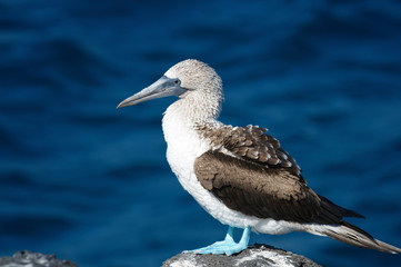 Profile portrait of a blue-footed booby bird standing on a rock in front of deep blue Pacific waves on the Galapagos Islands, Ecuador