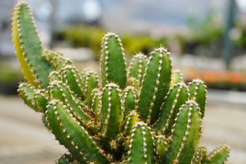 cactus Cereus tetragonus.  cactus isolated on blur background. close up green cactus. Close up succulent plants on blur background, green succulents isolated. Cactaceae. 