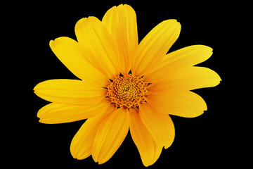 Flower on a black background. Closeup. Nature.