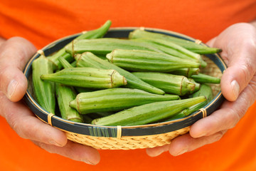 Okra or gombo. Abelmoschus esculentus. 