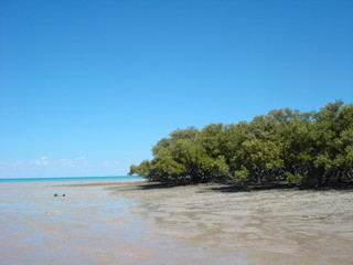 Mangrovenbäume am Strand von Darwin