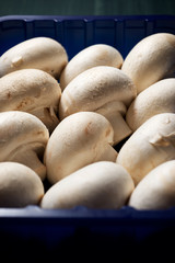 Mushrooms close up