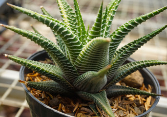 Obraz premium cactus Haworthiopsis attenuata. cactus isolated on blur background. . Close up succulent plants on blur background, green succulents isolated. The Zebra haworthia is also named Zebra cactus, 