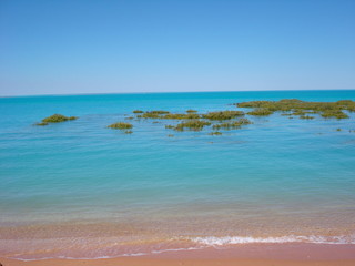 Grüne Mangroven im Meer mit Strand