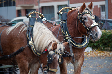 traditional horse in front of carriage