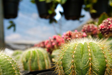 Echinocactus grusonii cactus.   cactus isolated on green background. close up green cactus. Close up succulent plants on white background, succulents isolated.             