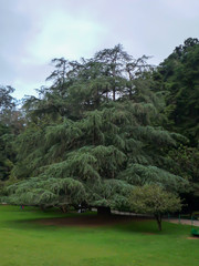 Fototapeta na wymiar Tree ina botanical garden.