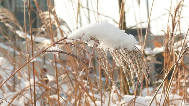 Slow melting first snow on dried blade grass in late autumn