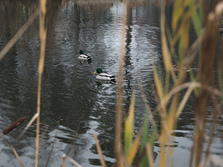 ducks swim on the lake