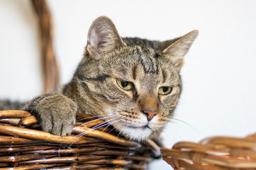 Marble domestic cat relaxing in brown wooden wicker basket, curiosity face