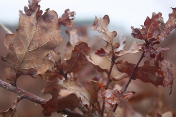 Eichenblätter im Herbst
