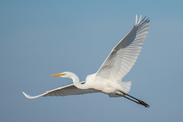 Fototapeta na wymiar Great egret (Ardea alba) in flight