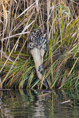 Eurasian bittern or great bittern (Botaurus stellaris) hunting
