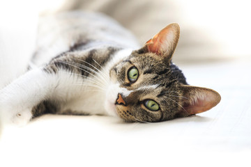 Short hair cat portrait resting on sofa  looking at camera - 301728976