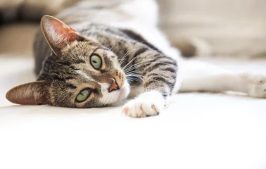 Foto op Aluminium Cat portrait lazy cat resting lying  looking at camera © disq