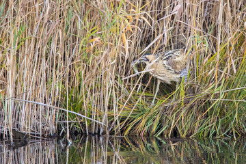 Eurasian bittern or great bittern (Botaurus stellaris)