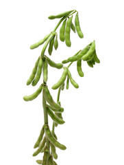 Fototapeta premium Fresh soybean with pod and leaf