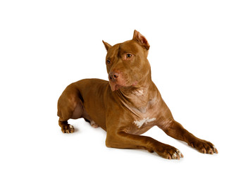 American Pit Bull Terrier dog lying over white