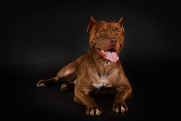 American Pit Bull Terrier dog lying over black