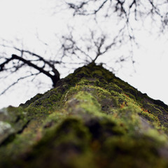 moss on tree