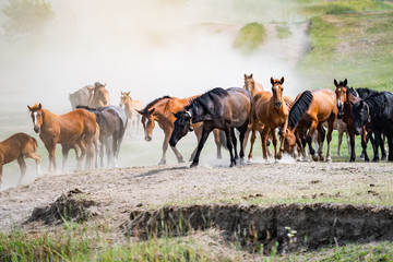 herd of horses in the dust