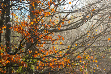Herbstwald mit Nebel und Sonnenschein mit vielen Bäumen und bunten Blättern
