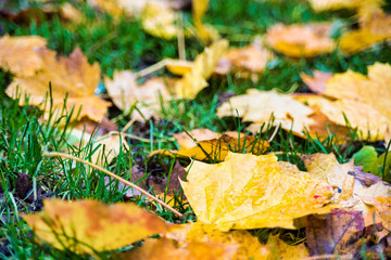autumn leaves on green ground, blurry background