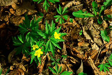 wild flowers top view background / abstract seasonal background, summer small flowers, nature spring, floral abstraction