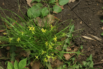 buttercups flowers background / abstract background seasonal, spring, summer, nature flower, yellow wild flowers