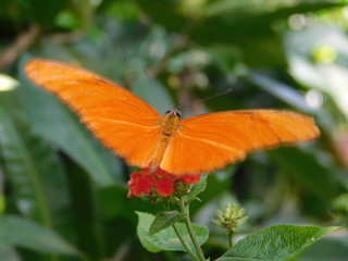 Schmetterling