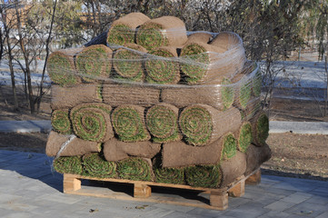 Green grass as sod rolls wrapped in plastic net upon a wooden pallet on tiled flooring among trees