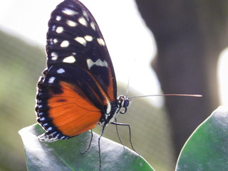 Schmetterling