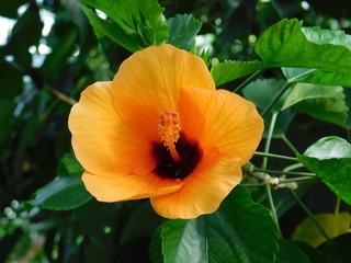 Hibiskus © Vivien